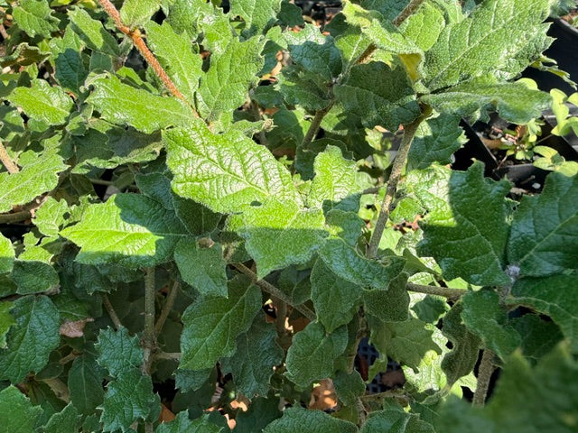 Quercus greggii 'La Siberia Strain' (Oak)