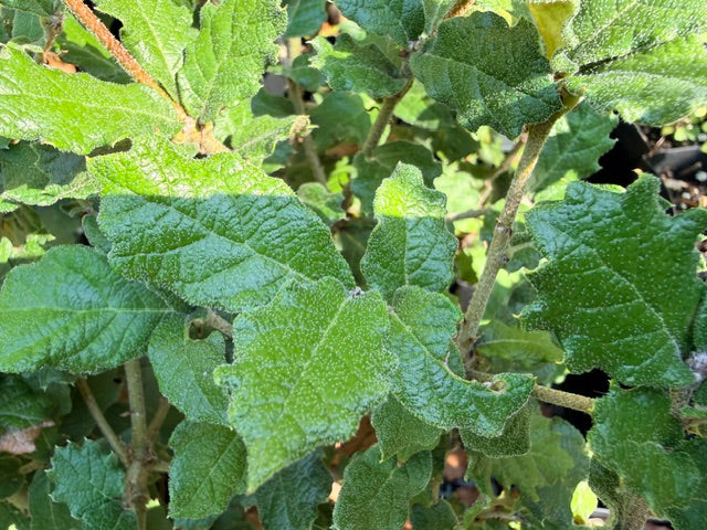Quercus greggii 'La Siberia Strain' (Oak)
