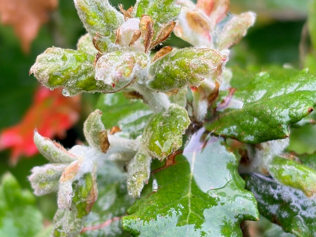 Quercus greggii 'La Siberia Strain' (Oak)