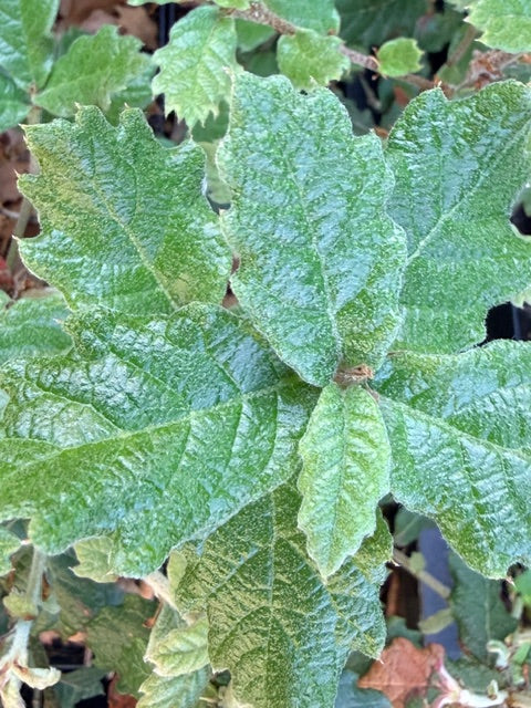Quercus greggii 'La Siberia Strain' (Oak)