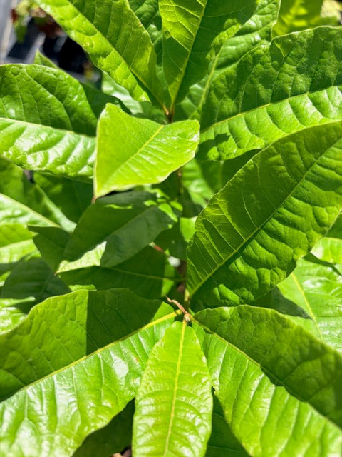 Quercus imbricata  (Shingle Oak)