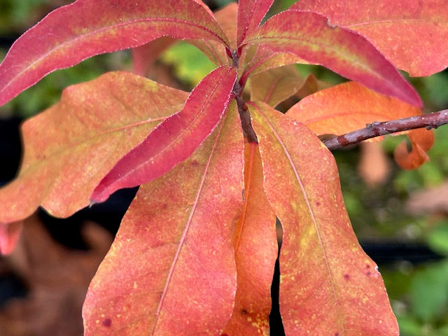 Quercus laurifolia (Laurel Oak)