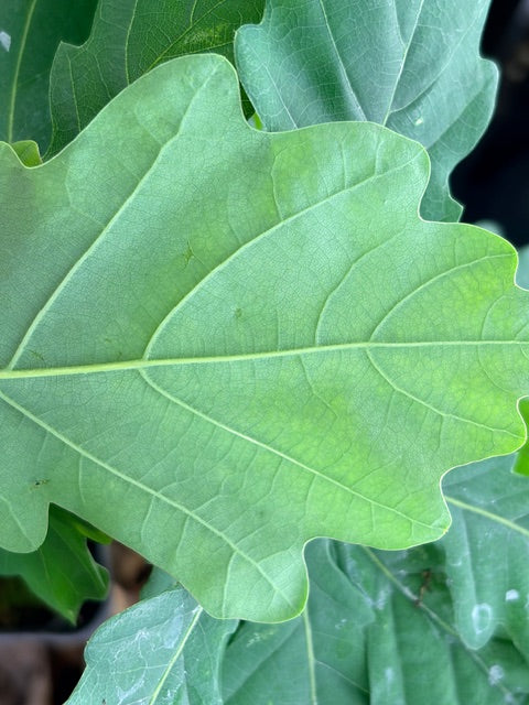 Quercus lusitanica  (Lusitanian Oak)