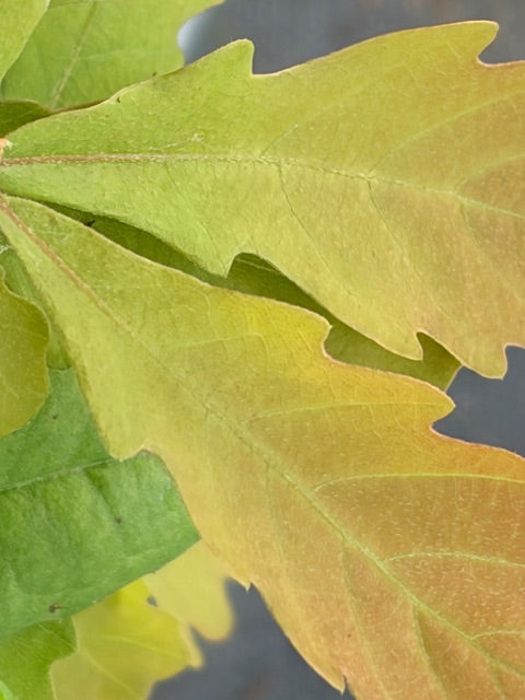 Quercus lusitanica  (Lusitanian Oak)
