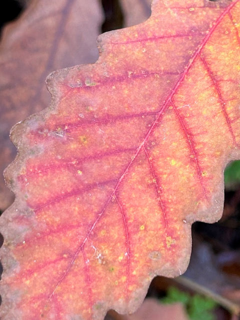 Quercus montana (Chestnut Oak)