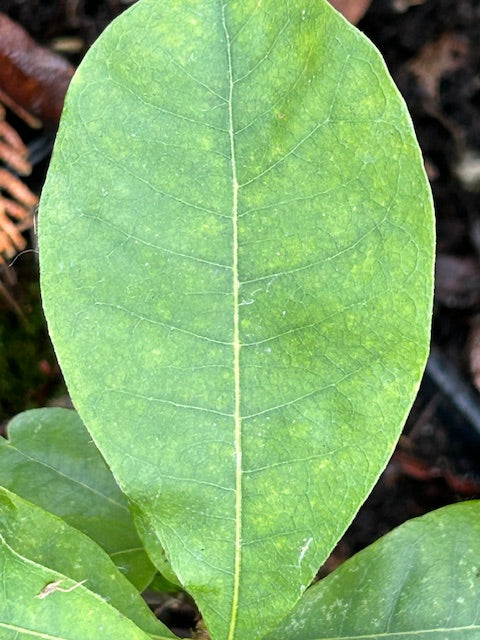 Quercus oglethorpensis (Oglethorpe Oak)