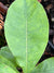 Quercus oglethorpensis (Oglethorpe Oak)