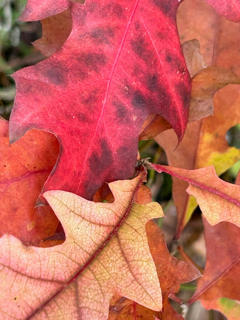 Quercus texana (Texas Red Oak)