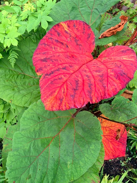 Rheum australe (Himalayan Rhubarb)
