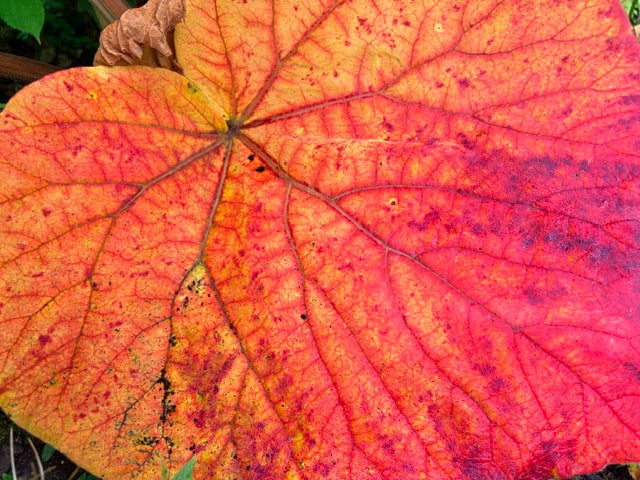 Rheum australe (Himalayan Rhubarb)