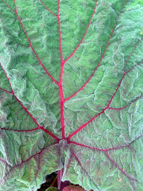 Rheum australe (Himalayan Rhubarb)