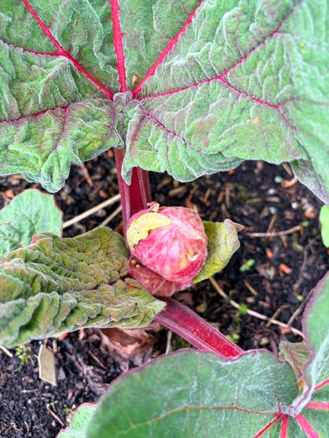Rheum australe (Himalayan Rhubarb)