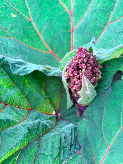 Rheum australe (Himalayan Rhubarb)