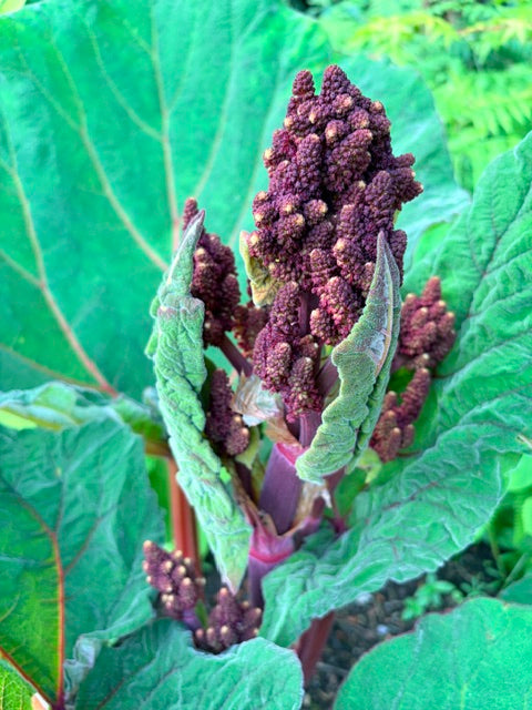 Rheum australe (Himalayan Rhubarb)