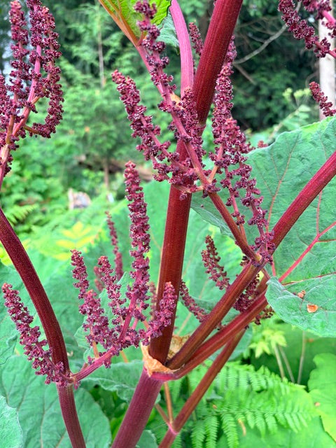 Rheum australe (Himalayan Rhubarb)