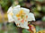 Rhododendron leptocarpum ZHN17-074 (Species Rhododendron)