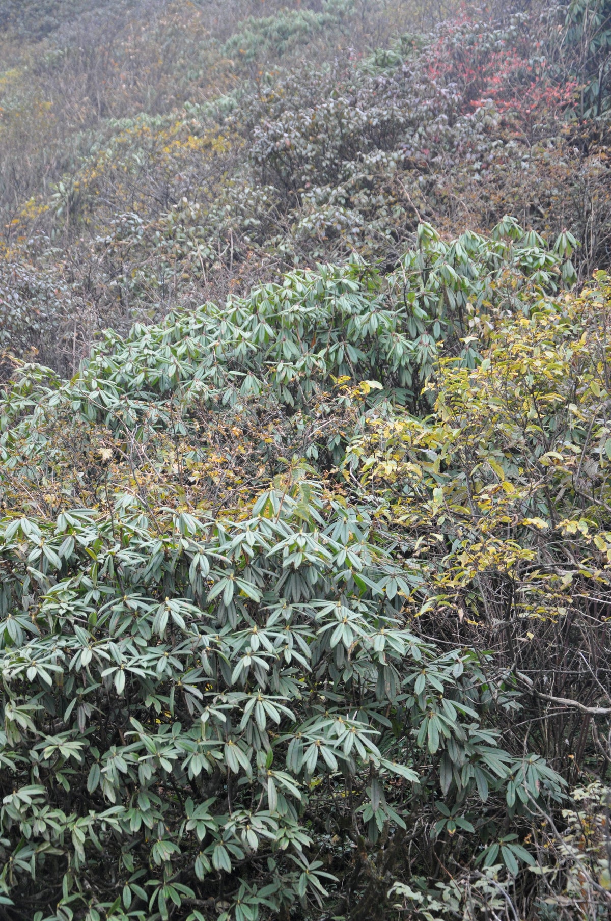 Rhododendron pachytrichum ZHN15-072 (Species Rhododendron)