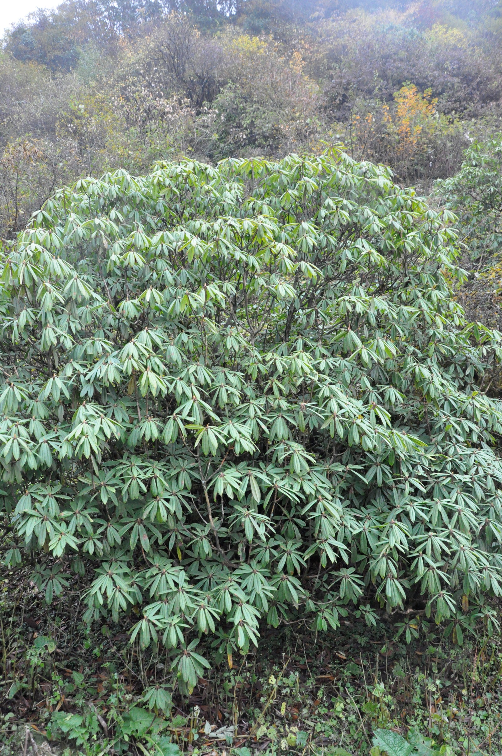 Rhododendron pachytrichum ZHN15-072 (Species Rhododendron)