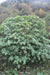 Rhododendron pachytrichum ZHN15-072 (Species Rhododendron)