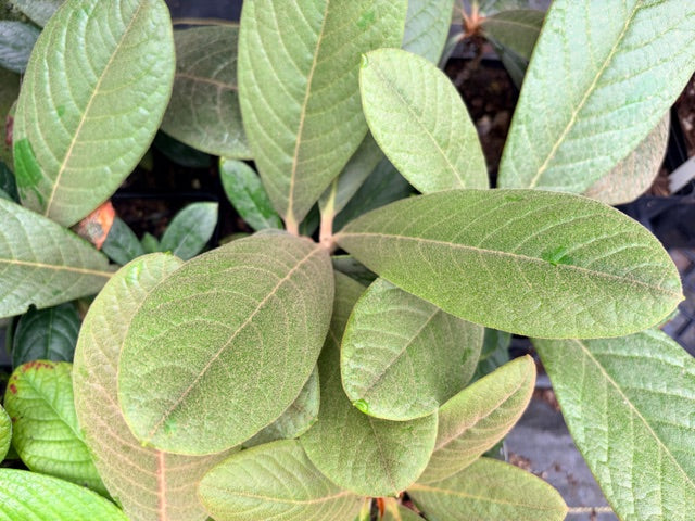 Rhododendron sinogrande var. boreale ZHN17-050  (Species Rhododendron)
