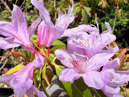 Rhododendron sp. ZHN15-062  (Species Rhododendron)