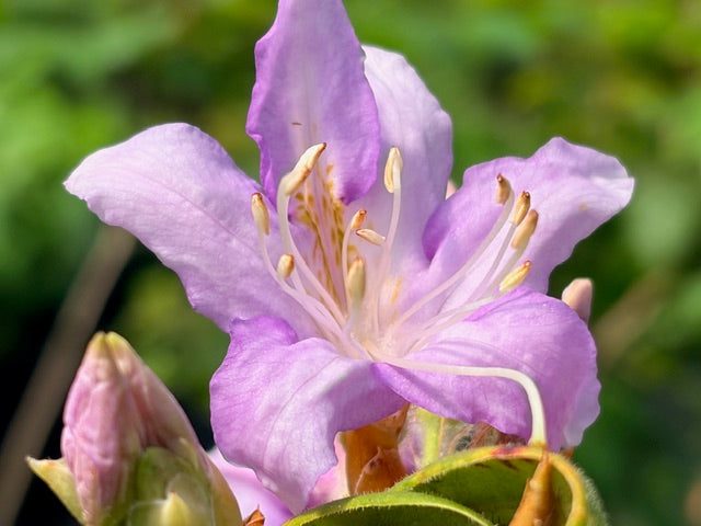 Rhododendron sp. ZHN15-062  (Species Rhododendron)