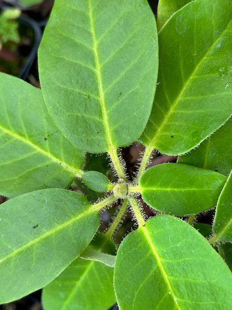 Rhododendron sp. ZHN15-086 (Species Rhododendron)