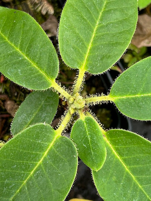 Rhododendron sp. ZHN15-086 (Species Rhododendron)