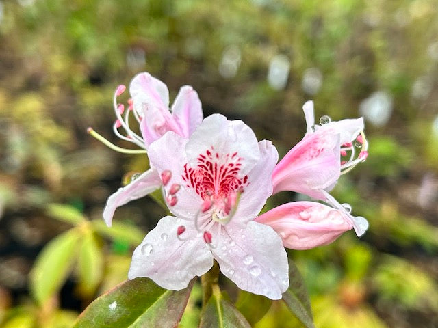 Rhododendron yunnanense ZHN15-070. (Yunnan Rhododendron)