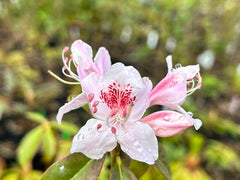 Rhododendron_yunnanense_ZHN150