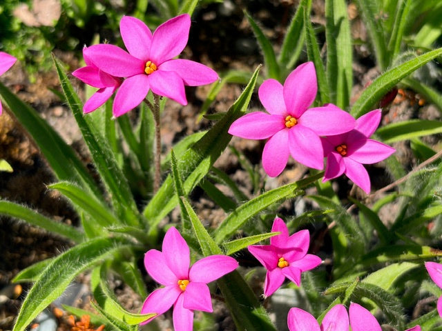 Rhodohypoxis baurii 'Dark Lights' (Red Star)