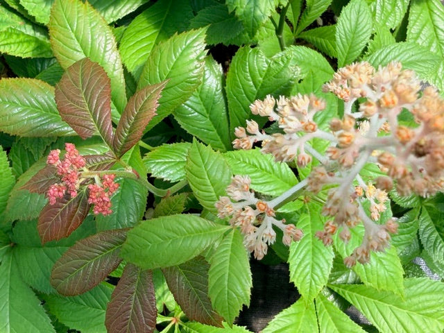 Rodgersia aesculifolia (Horse Chestnut leaved Rodgersia)