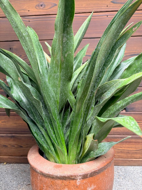 Rohdea japonica Selected Form (Japanese Sacred Lily)
