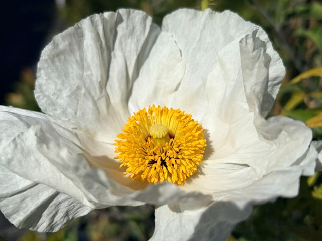 Romneya coulteri  (Matilija Poppy, Fried Egg Plant)