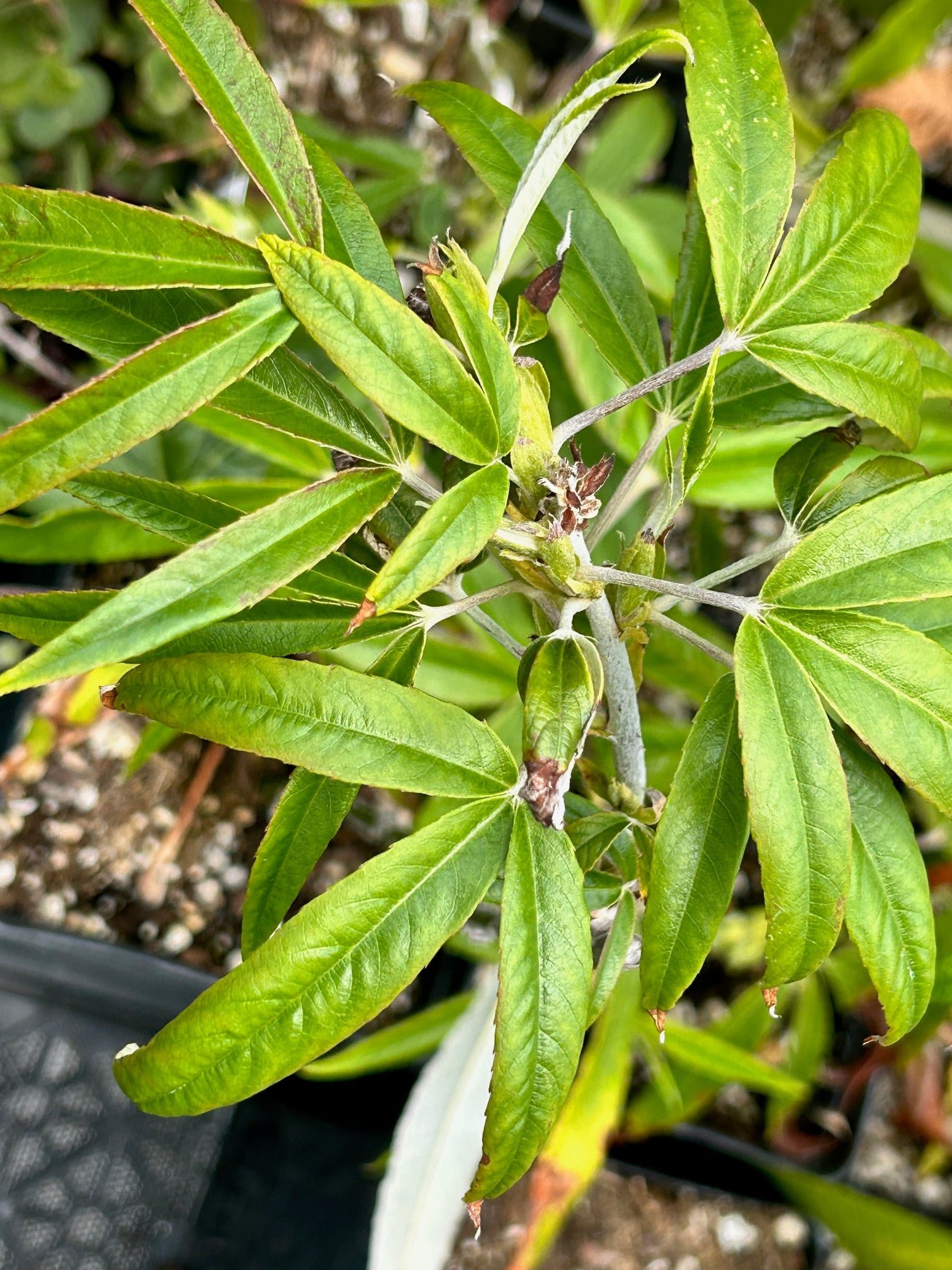 Rubus henryi var. bambusarum (Bamboo-Leaved Raspberry)
