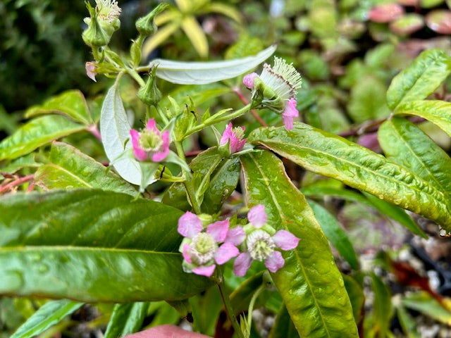 Rubus henryi var. bambusarum (Bamboo-Leaved Raspberry)