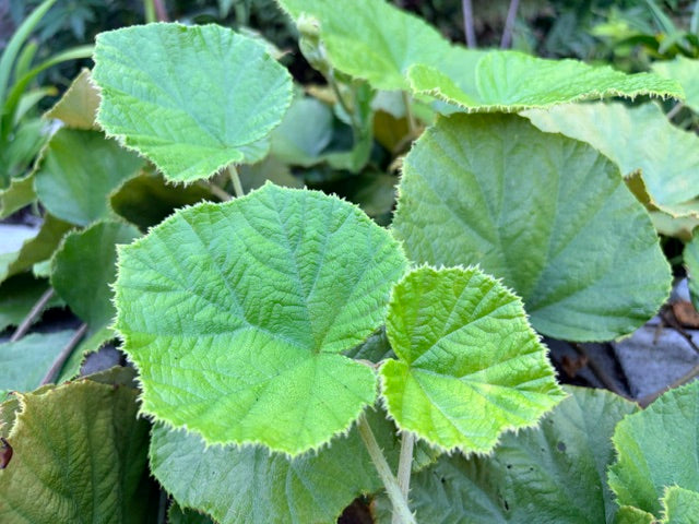 Rubus irenaeus  (Bigleaf Raspberry)