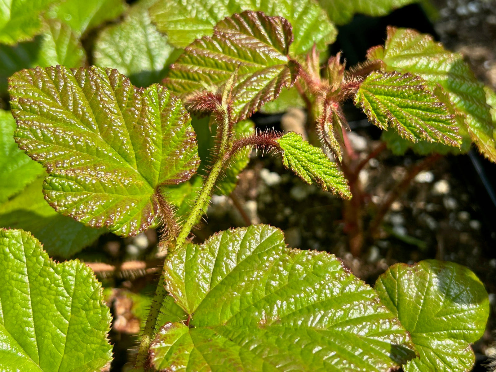 Rubus tricolor  (Korean Raspberry)