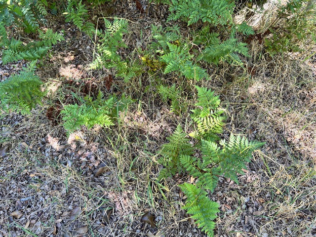 Rumhora adiantiformis (Leatherleaf Fern)