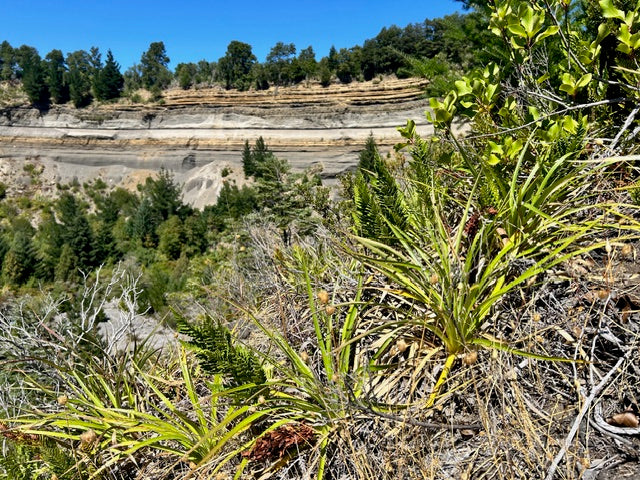 Rumhora adiantiformis (Leatherleaf Fern)