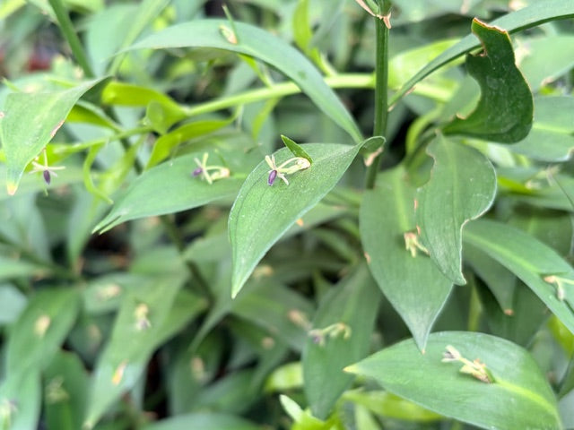 Ruscus hypoglossum  (Butcher's Broom)