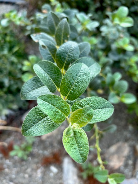 Salix calcicola  (Woolly Willow)