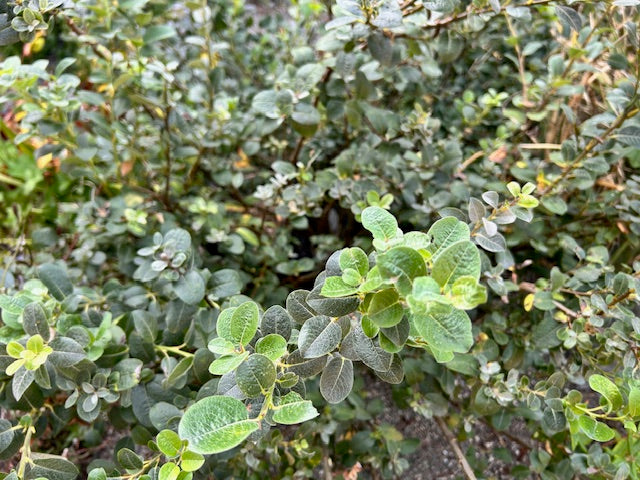 Salix calcicola  (Woolly Willow)