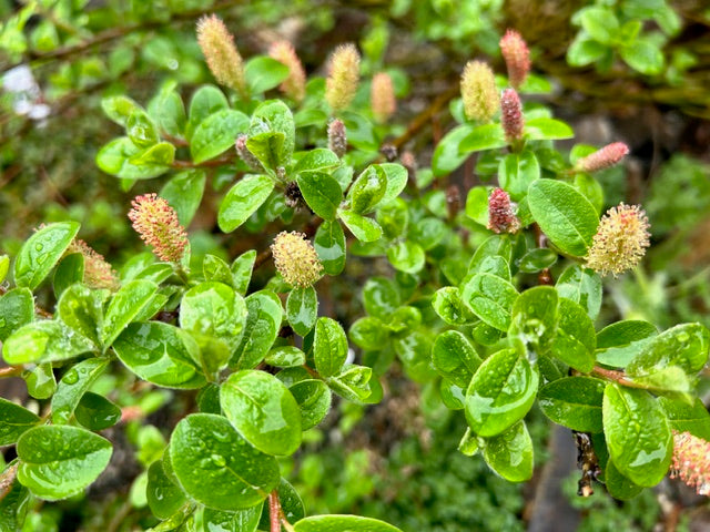 Salix calcicola  (Woolly Willow)