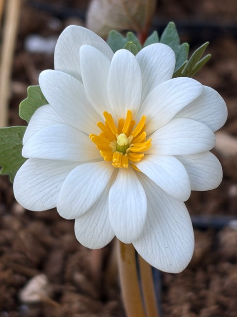 Sanguinaria canadensis 'Snow Cone' (Bloodroot)