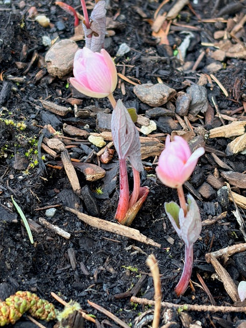 Sanguinaria canadensis 'Venus' (Pink Flowered Bloodroot)