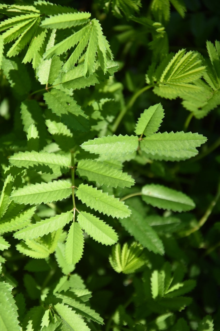 Sanguisorba officinalis 'Pink Tanna'  (Burnet)