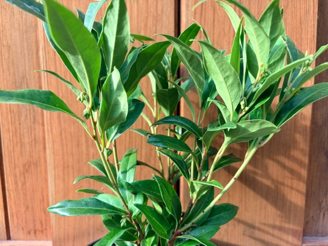 Sarcococca hookeriana var. humilis 'Winter Gem' (Sweet Box, Christmas Box)