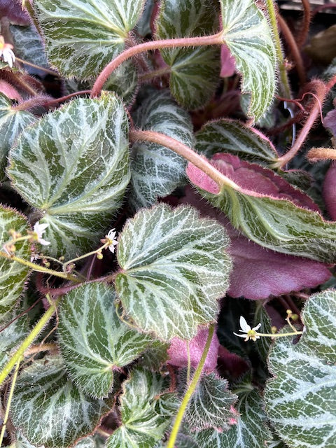 Saxifraga stolonifera 'Hsitou Silver'  (Strawberry Begonia)