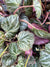 Saxifraga stolonifera 'Hsitou Silver'  (Strawberry Begonia)